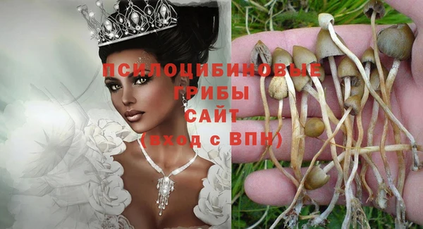 стаф Алзамай
